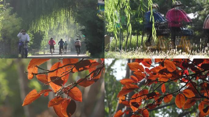 有氧运动晨练运动户外早晨休闲红秋天的红叶