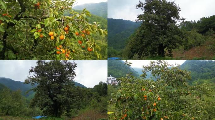 柿子树农村老柿子树