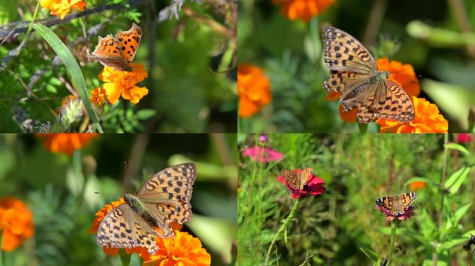 大自然、蝴蝶、蝶、蝶恋花、黄蝴蝶