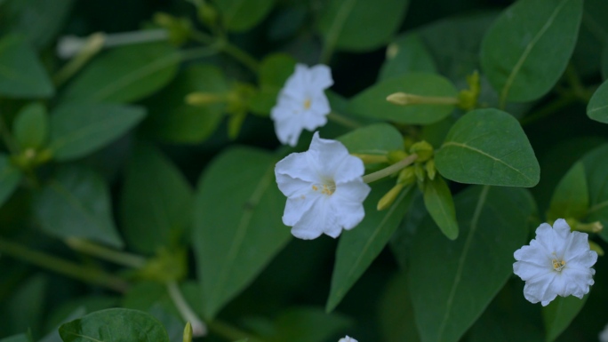 紫茉莉