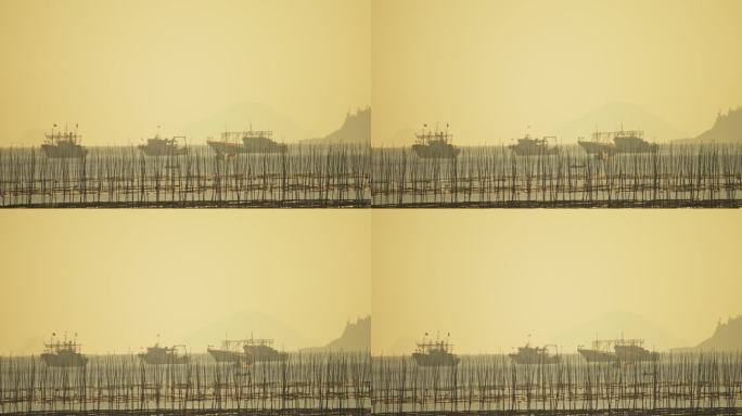 玉环干江海面渔船紫菜种植画面1