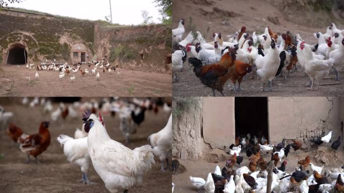 黄土高原窑洞养鸡