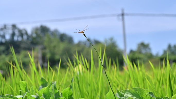 风吹稻田的乡村景色蜻蜓屹立
