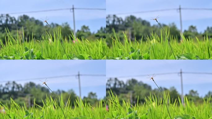 风吹稻田的乡村景色蜻蜓屹立