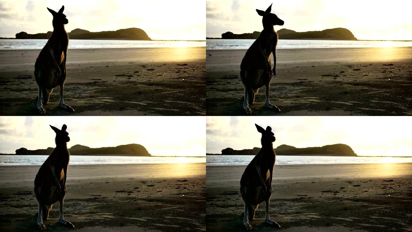 日出时海滩上的袋鼠