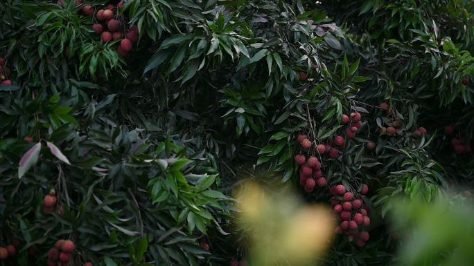 挂满枝头的荔枝