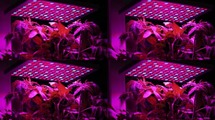 放大紫外光LED灯下生长的番茄