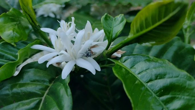 robusta咖啡花地上的蜜蜂。