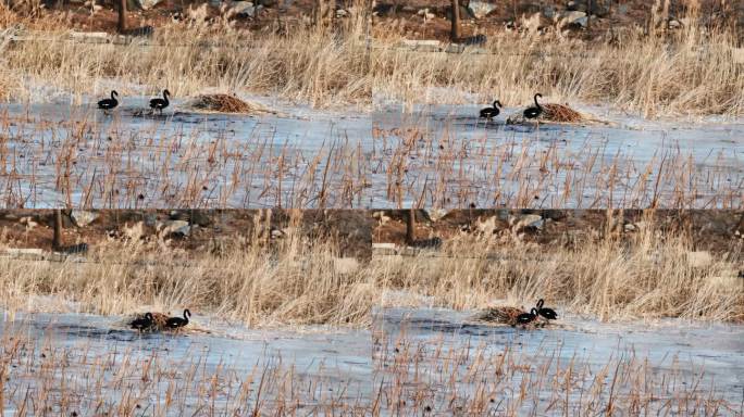 黑天鹅和小天鹅在寒冷的冬季冰上行走的视频