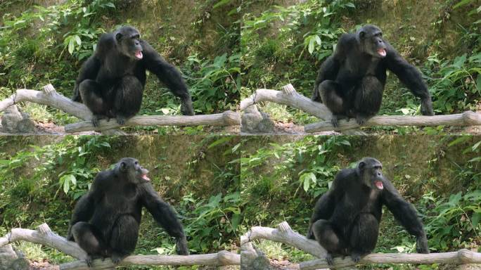 森林里只有大猩猩野生动物园保护生物研究
