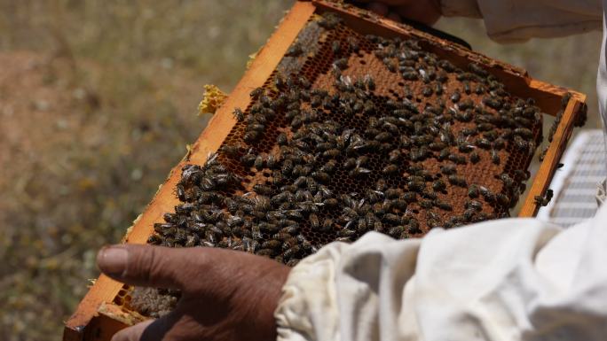 拿着蜂蜜木框的养蜂人。使用蜂蜡的农业家。