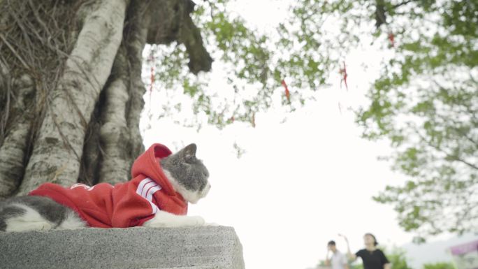 古树下的吉祥猫