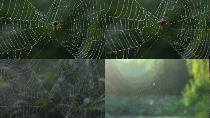 阳光雨露下的蜘蛛结网逆光昆虫露珠空镜头