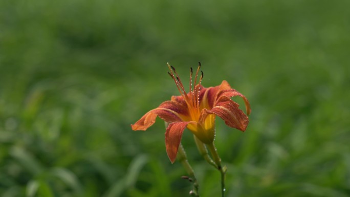 黄花菜萱草雨露阳光清晨露珠红色片头片尾