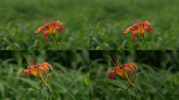 黄花菜萱草雨露阳光清晨露珠红色片头片尾