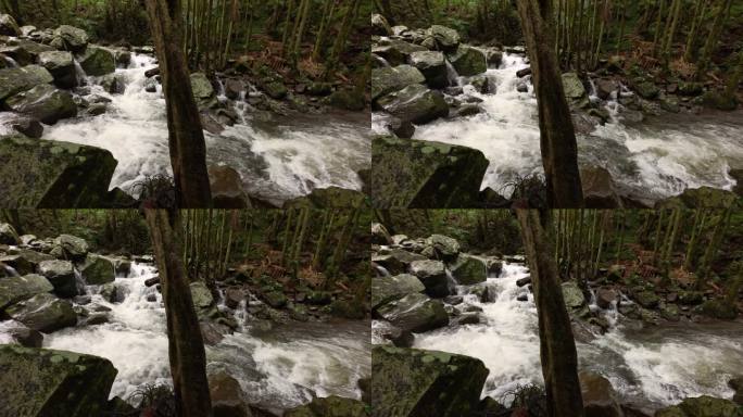 美丽的雨林溪流山间溪流河水森林