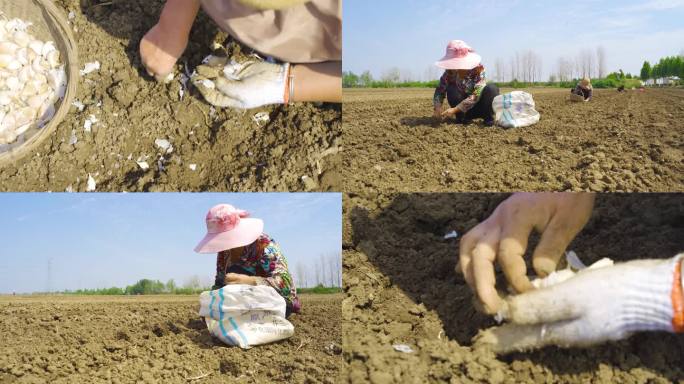 兰陵大蒜 种蒜 大蒜种植 手工种蒜 传统