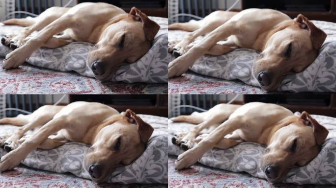 睡在地板上的拉布拉多猎犬正在做梦，移动着身体，疲惫的小狗躺在地毯上