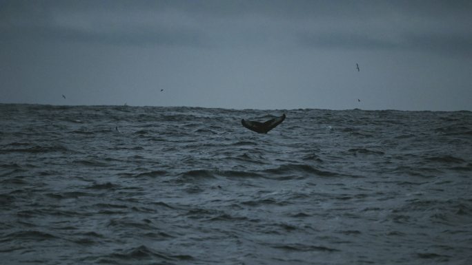 座头鲸尾巴从船上跳入大海的景象