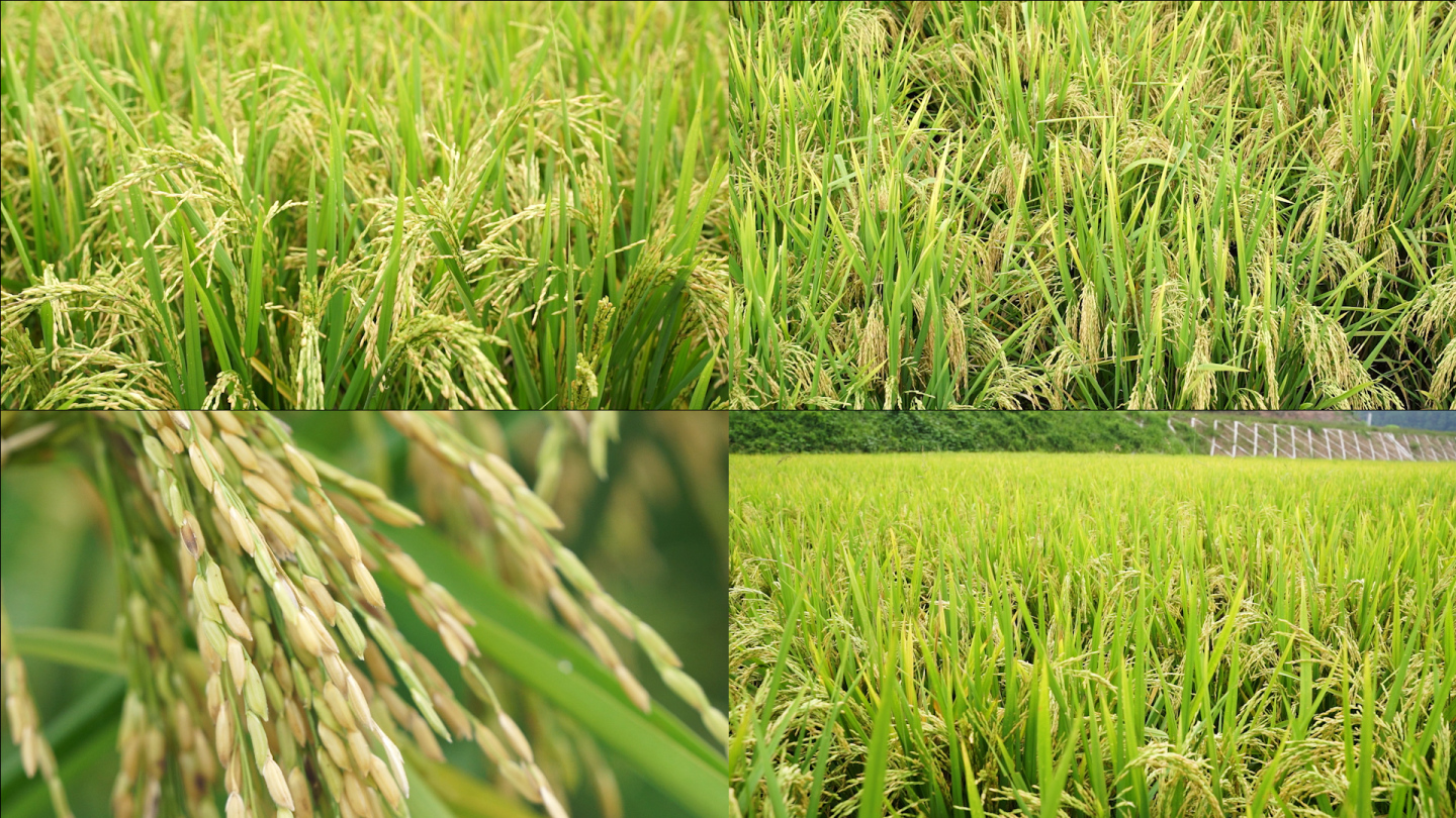 秋天稻田里面的丰收水稻以及水稻细节
