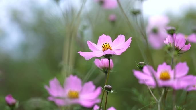 格桑花