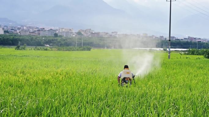 传统农耕文化农民稻田喷洒杀虫剂