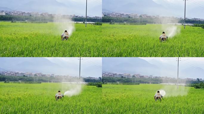 传统农耕文化农民稻田喷洒杀虫剂