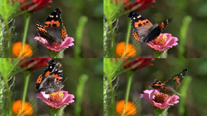 蝶、蝴蝶、花蝴蝶、花朵蝴蝶、蝴蝶采花