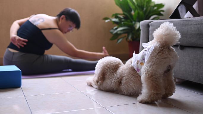 马来西亚限制运动令期间，一名亚洲中年女性在家阳台上与她的玩具狮子狗宠物练习瑜伽