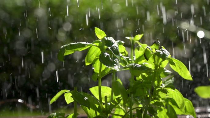 雨滴缓缓落在绿叶上