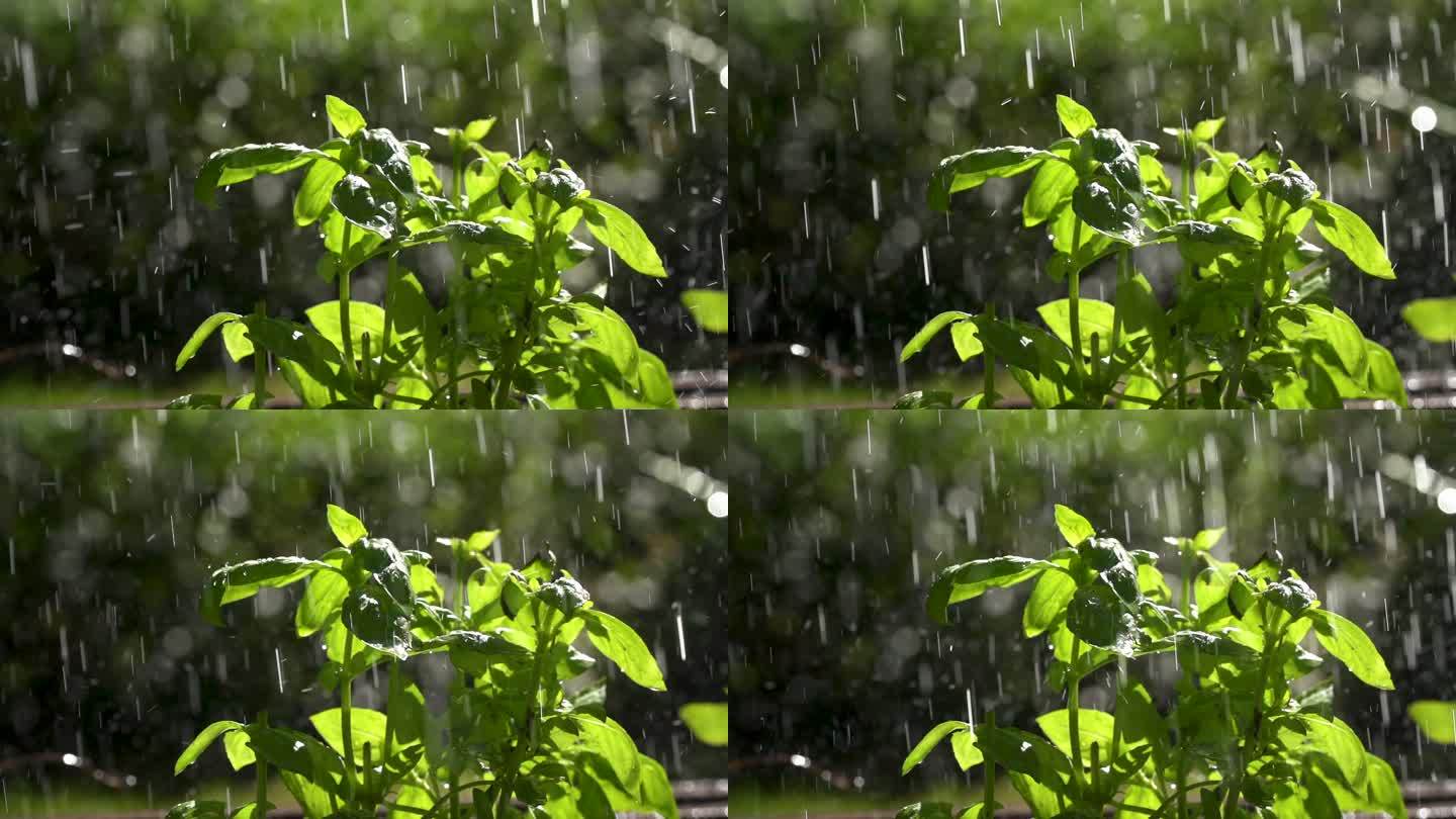 雨滴缓缓落在绿叶上
