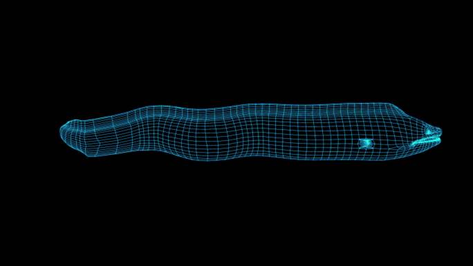 蓝色全息线框鳗鱼游动动画素材带通道