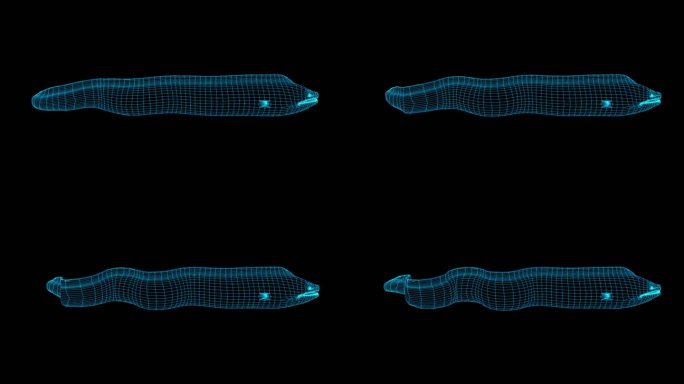 蓝色全息线框鳗鱼游动动画素材带通道