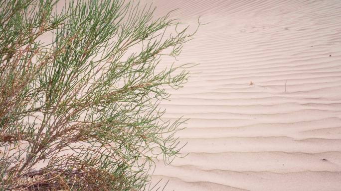 沙漠防沙护沙植物