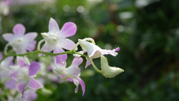 温室花卉花博会