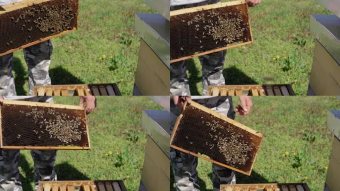 养蜂人在养蜂场与蜜蜂一起工作