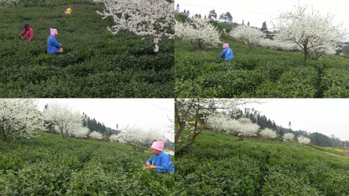 4K 航拍贵州茶场茶叶茶农采茶2