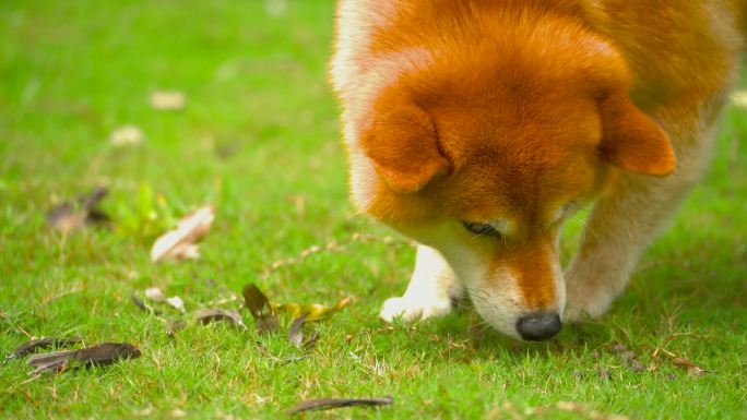 日可爱的本柴犬狗狗在公园草地上觅食
