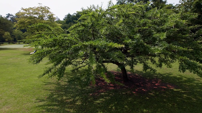 广州华南植物园阳光下树林穿越航拍4K视频