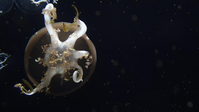 倒置的水母漂浮在海底。