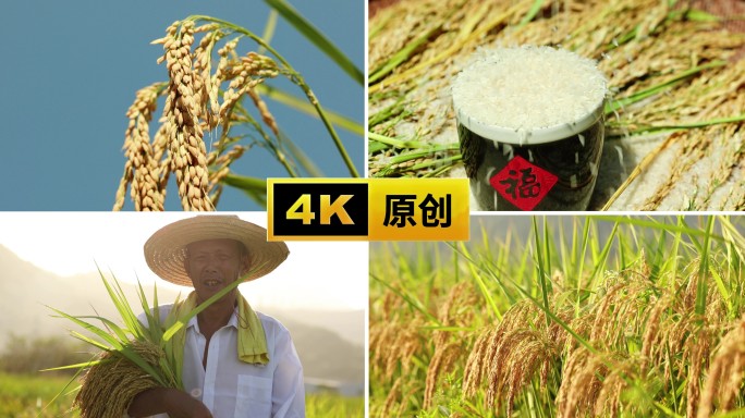 农民农业乡村稻田水稻大米丰收