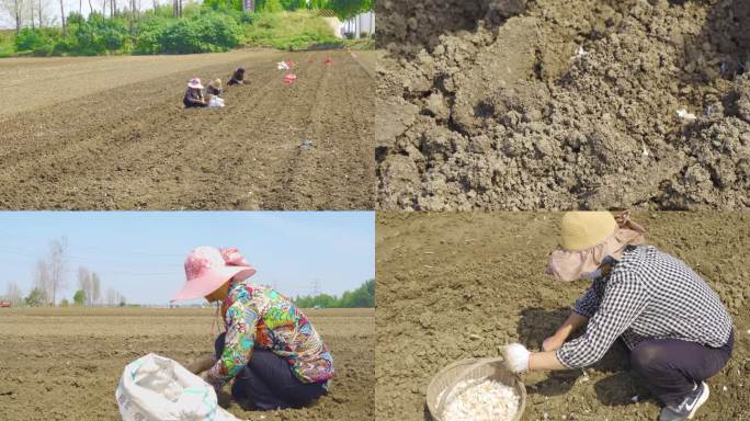 4K 兰陵大蒜 种蒜 大蒜种植 手工种蒜