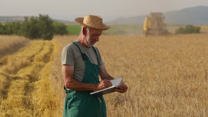 农民检查田里的小麦粒