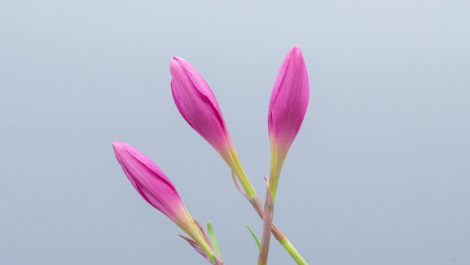 风雨兰开花延时摄影