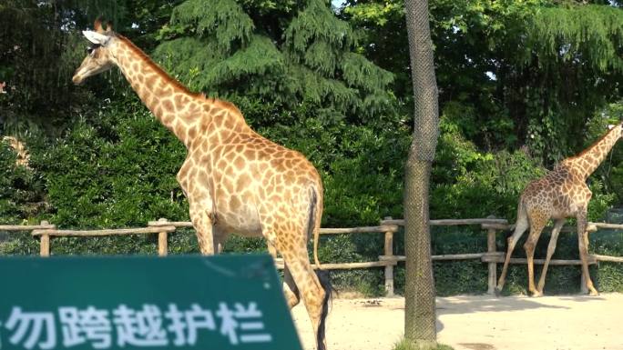 长颈鹿 动物园 高清素材