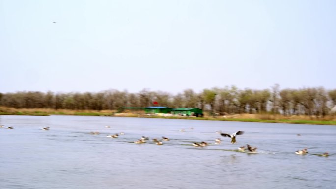 南大港湿地飞鸟 海鸟