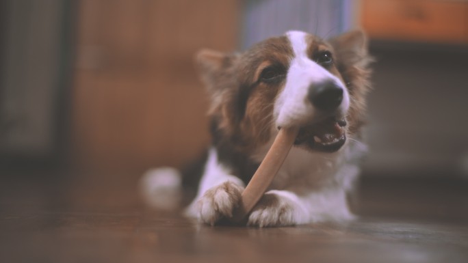 只要有骨头就够了柴犬哈士奇