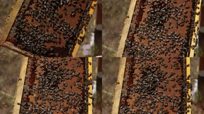 蜂巢上有很多蜜蜂的特写镜头