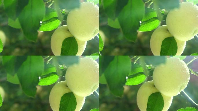 黄苹果 枝头 露水 苹果树叶