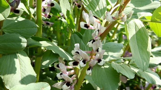 蚕豆开花结果 花期果期